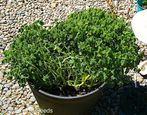 Oca Plant