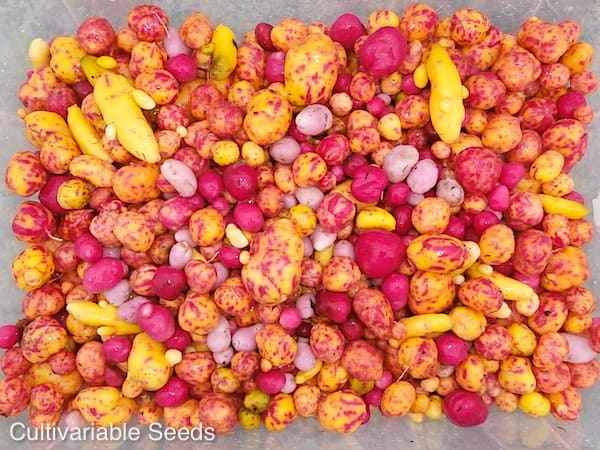 Ulluco Harvest