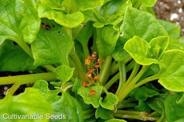 Ulluco Plant
