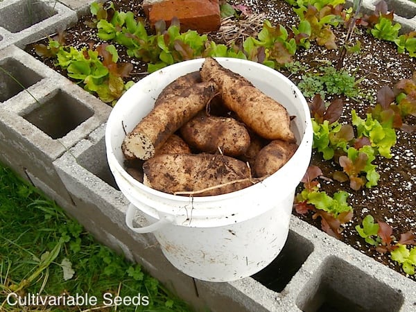 Yacon Harvest