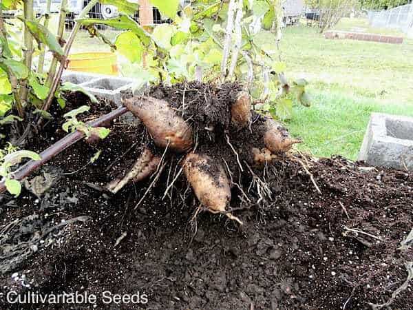 Yacon Plant