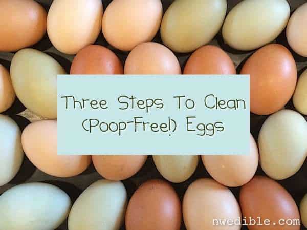 Clean Eggs