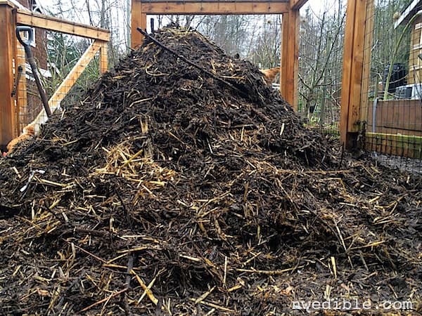 Sand Litter Bed In The Chicken Coop: An Experiment | Northwest Edible ...