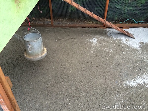 Sand Litter Bed In The Chicken Coop: An Experiment | Northwest Edible 