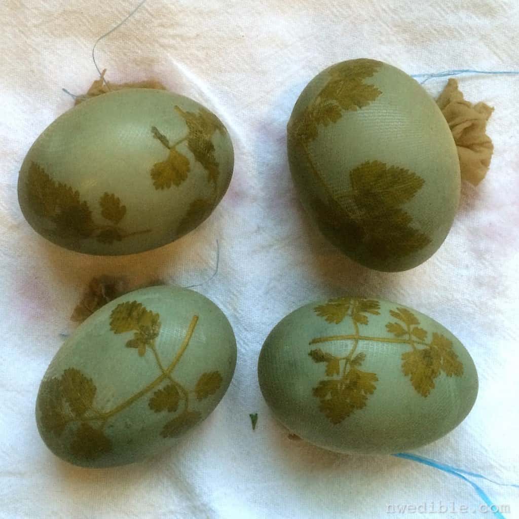 Sunprint-Dyed-Eggs75