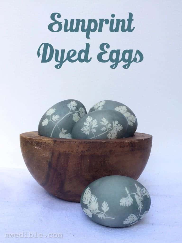 Sunprint-Dyed-Eggs77